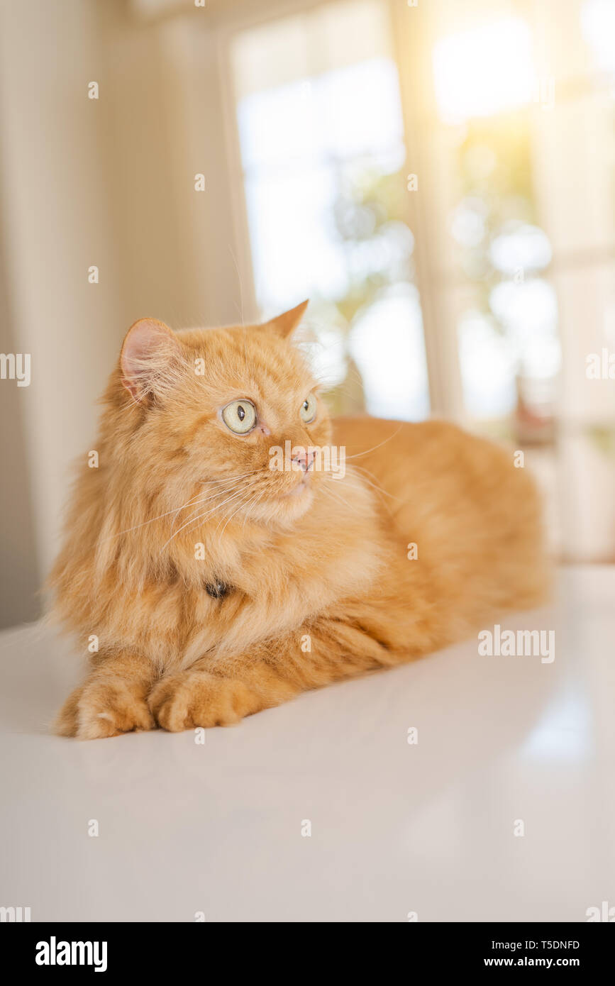Beautiful Ginger Long Hair Cat Lying On Kitchen Table On A Sunny