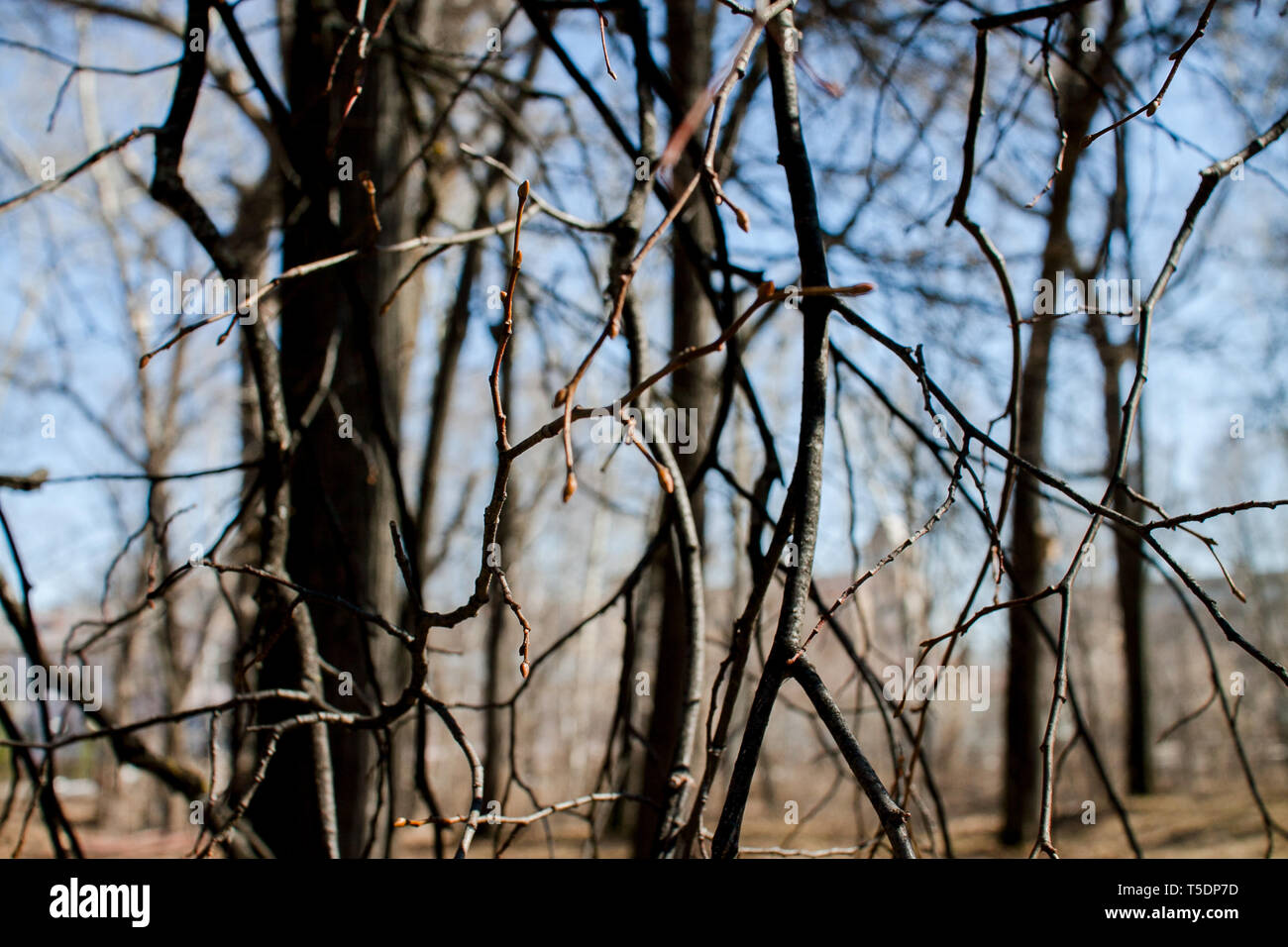 Thin tree branches hires stock photography and images Alamy