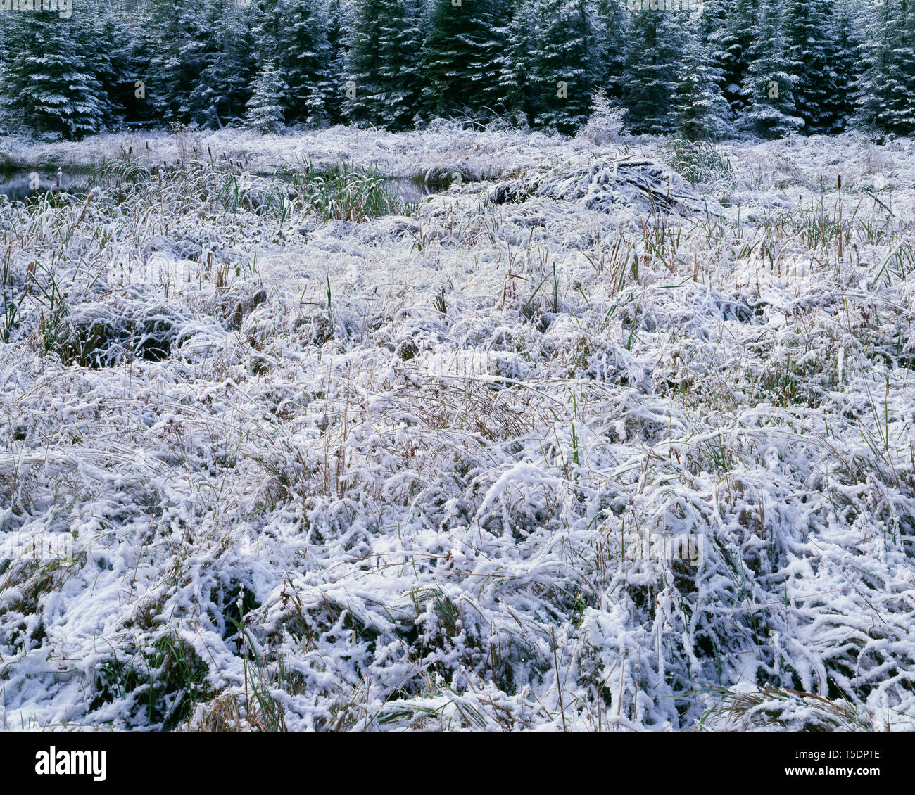 USA, Minnesota, Superior National Forest, Autumn snow on cattail meadow and conifers; Gunflint Trail. Stock Photo