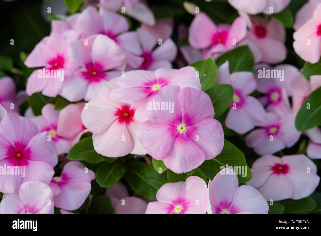 Vinca rosea flowers blossom in the garden, foliage variety of colors