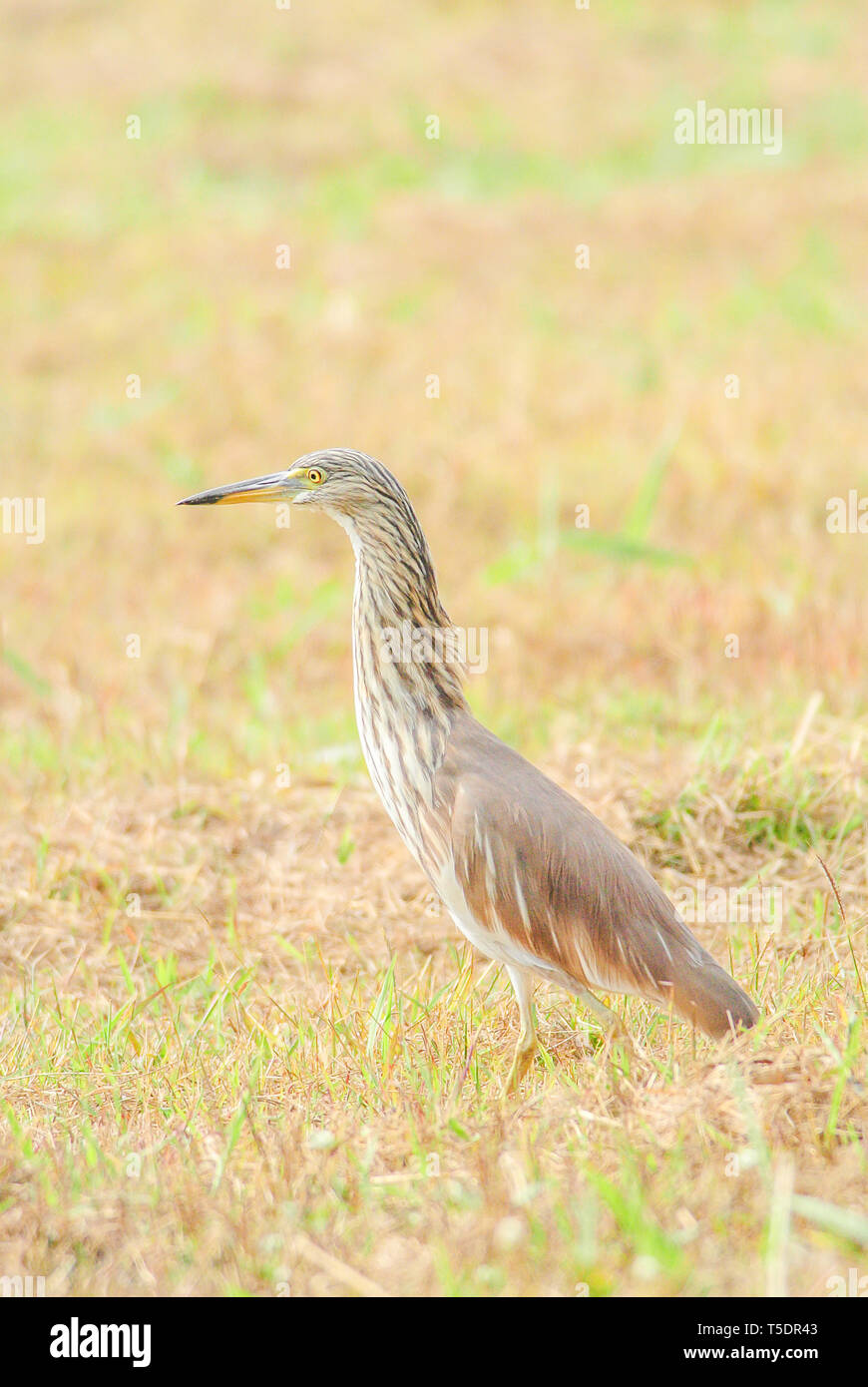 The Chinese pond heron is an East Asian freshwater bird of the heron family. It is one of six