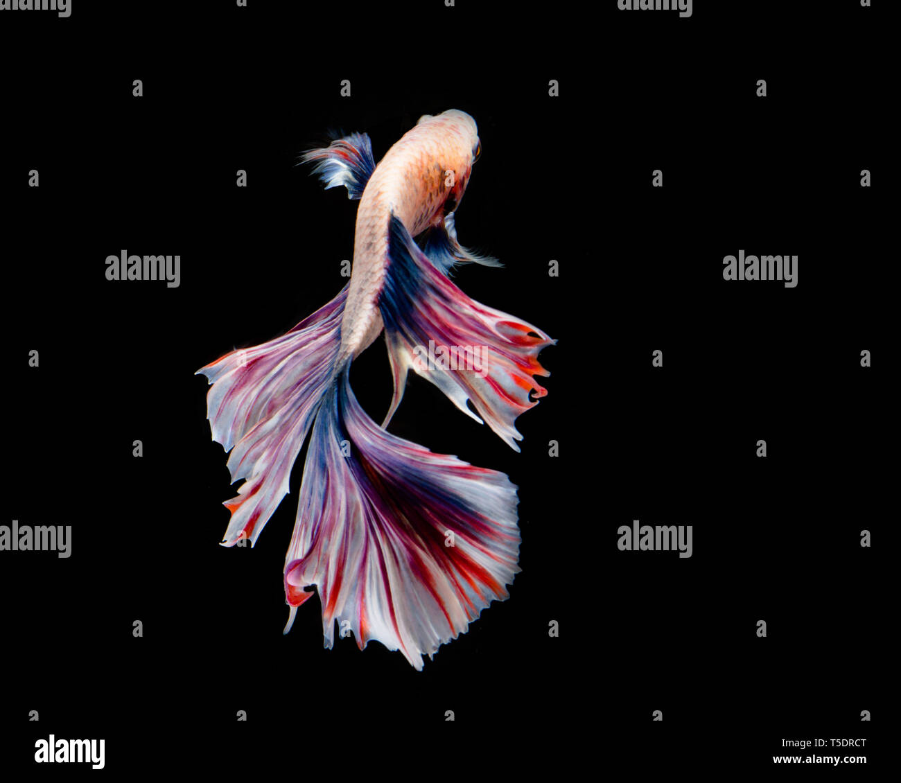 Multi-color betta fish, siamese fighting fish on black background Stock Photo