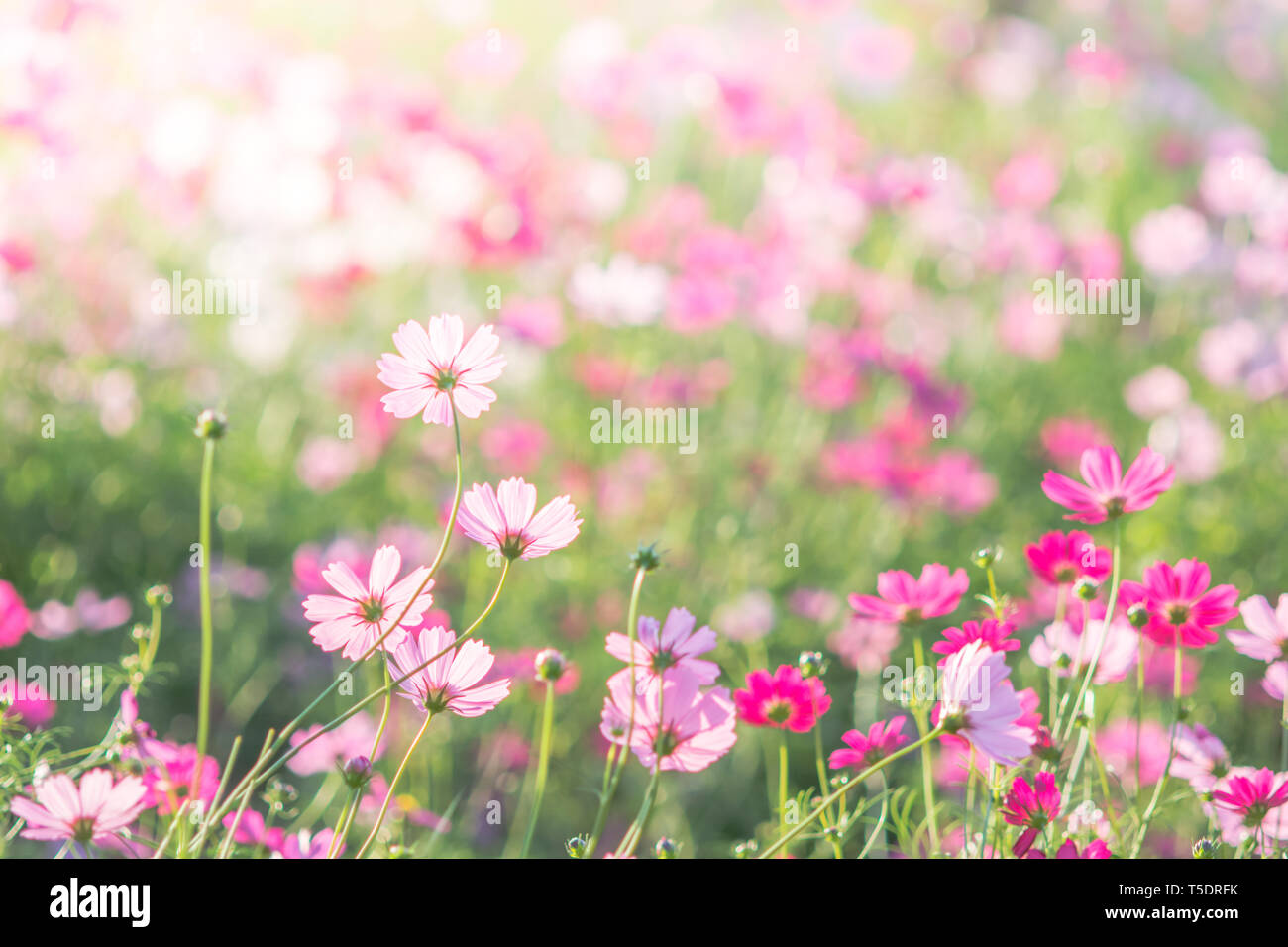 Soft focus beautiful cosmos hi-res stock photography and images - Alamy