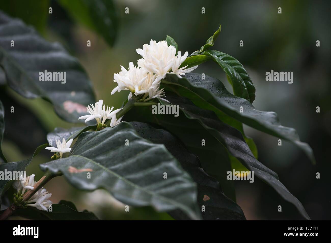 Branch with white flowers of the coffee plant (Coffea arabica), Parque Guanayara, Cuba Stock Photo