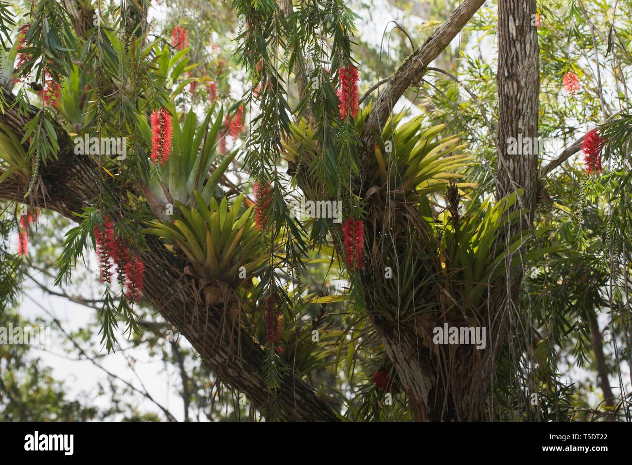Red flowering Bottlebrush (Callistemon) with Bromelia (Bromelia), Parque Guanayara, Cuba Stock Photo