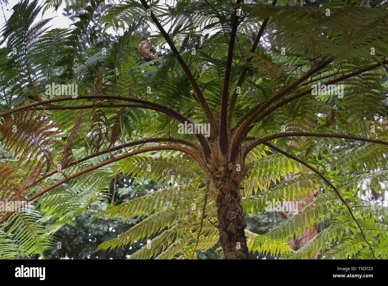 Tree fern (Cyatheales), Parque Guanayara, Cuba Stock Photo
