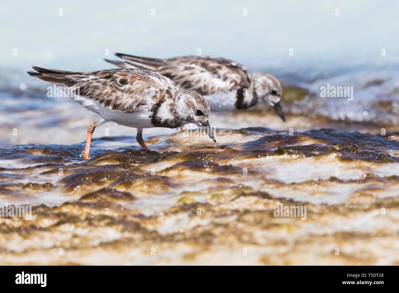 Two Ruddy turnstones (Arenaria interpres) searching for food in shallow water, Cayo Santa Maria, Cuba Stock Photo
