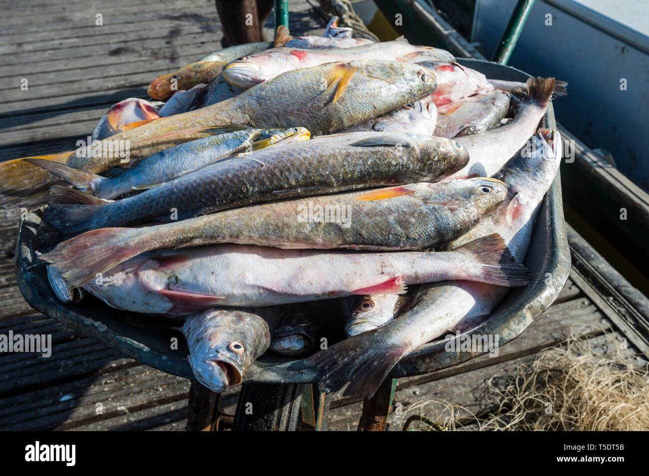 Fresh fishes for sale in Kourou, French Guiana Stock Photo