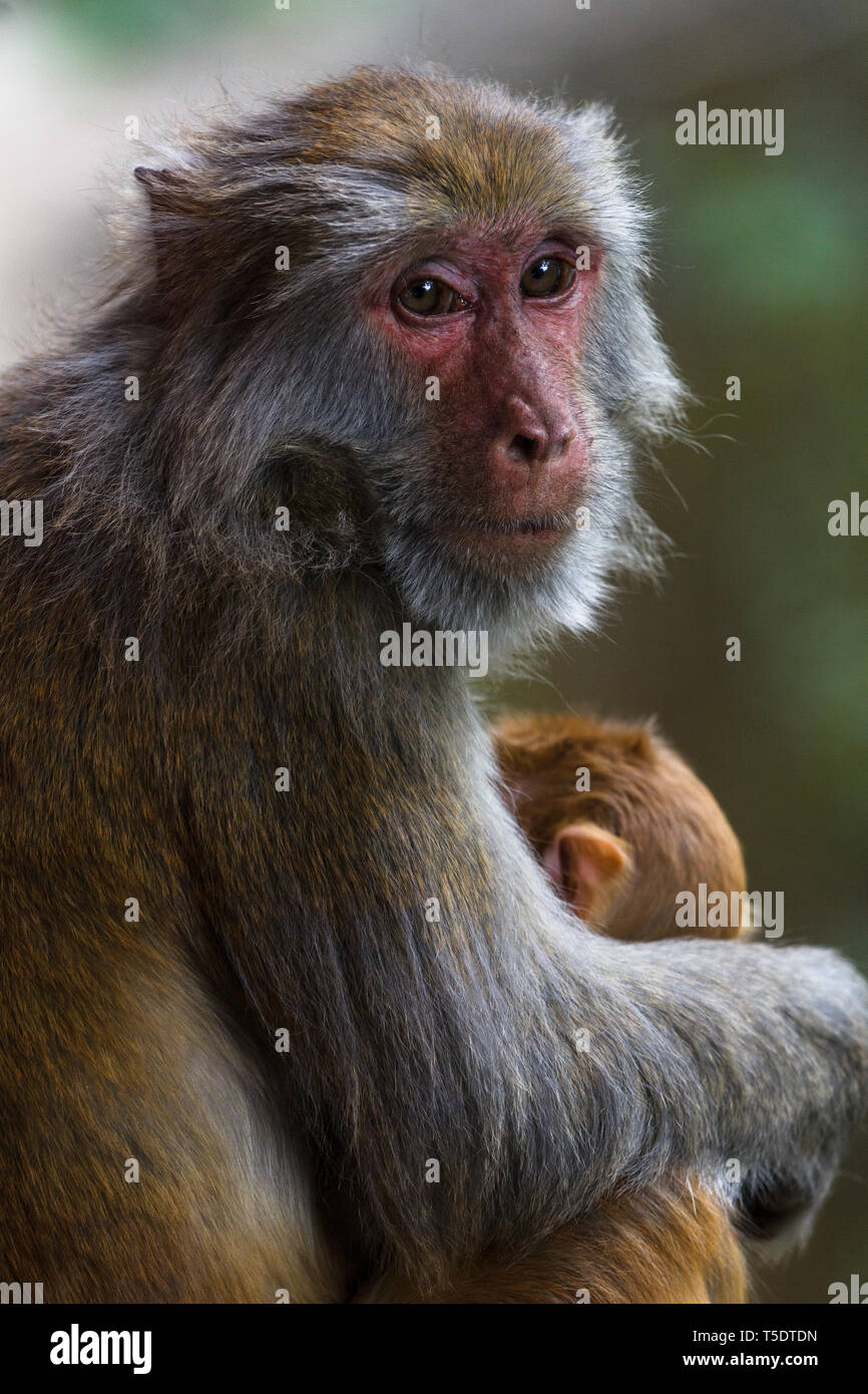 Little monkey with big monkey hi-res stock photography and images - Alamy