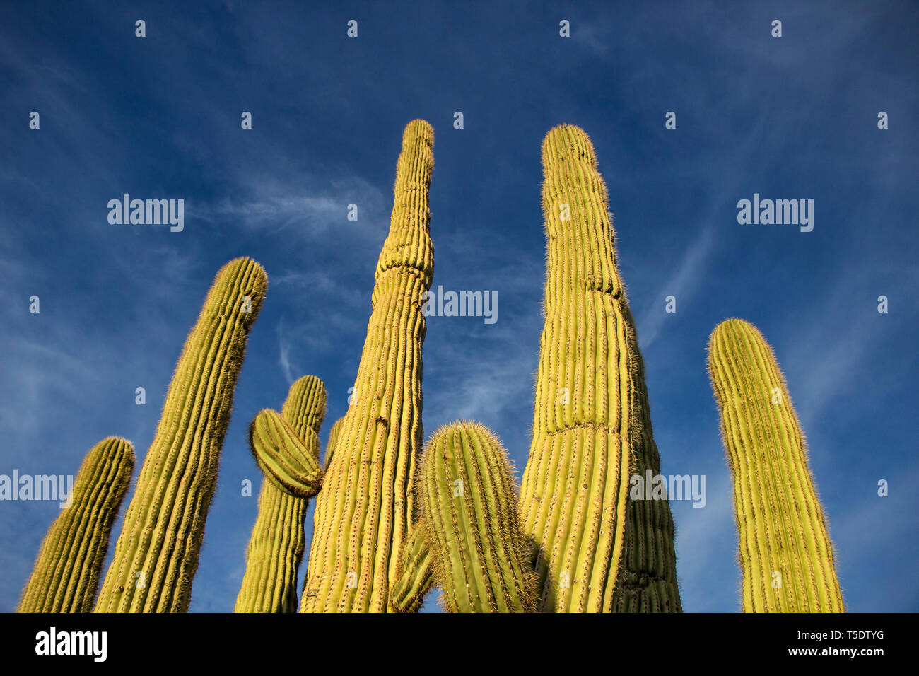 Saguaro cactus arms and brilliant blue sky Stock Photo