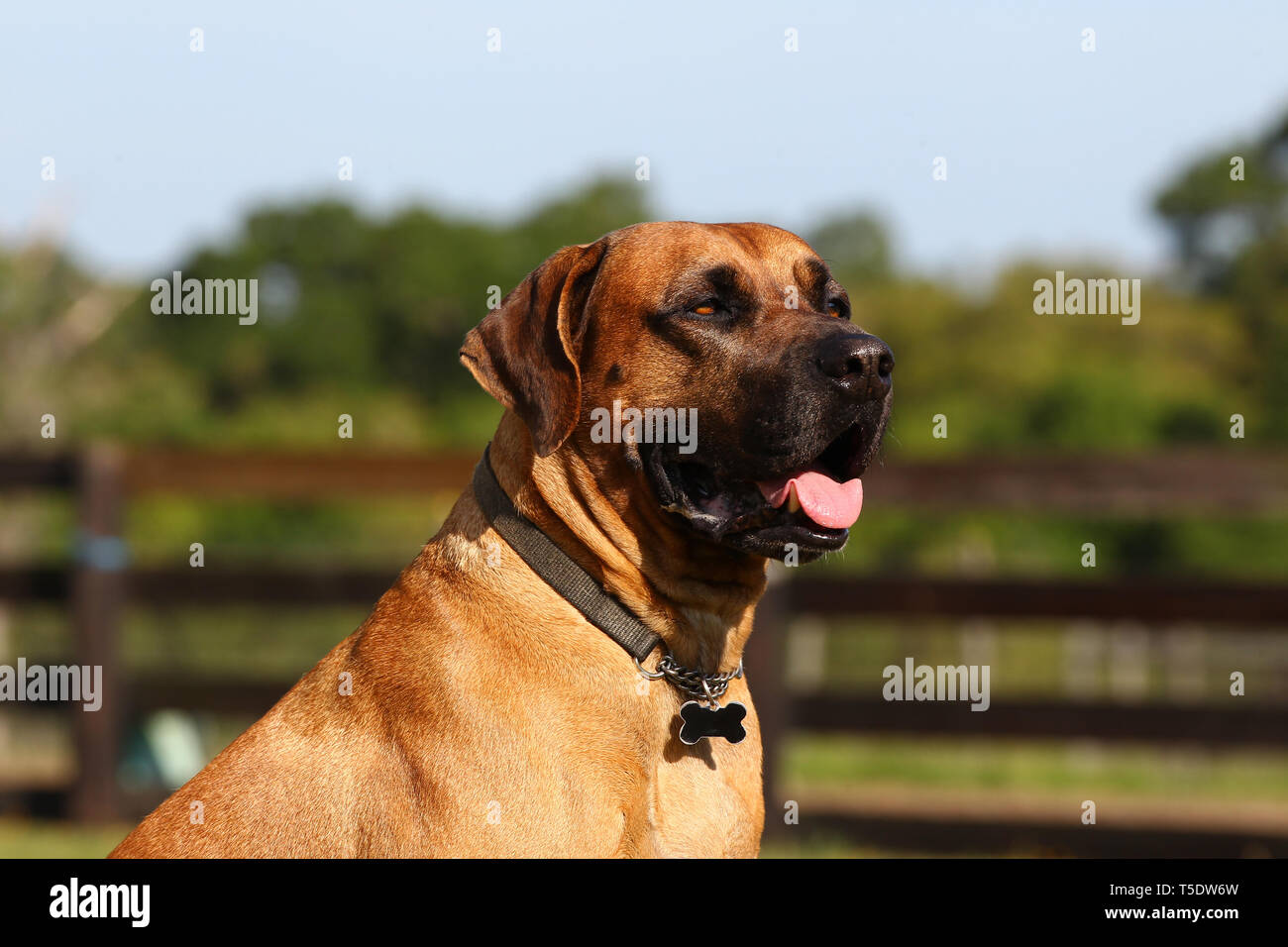 Black cur hi-res stock photography and images - Alamy