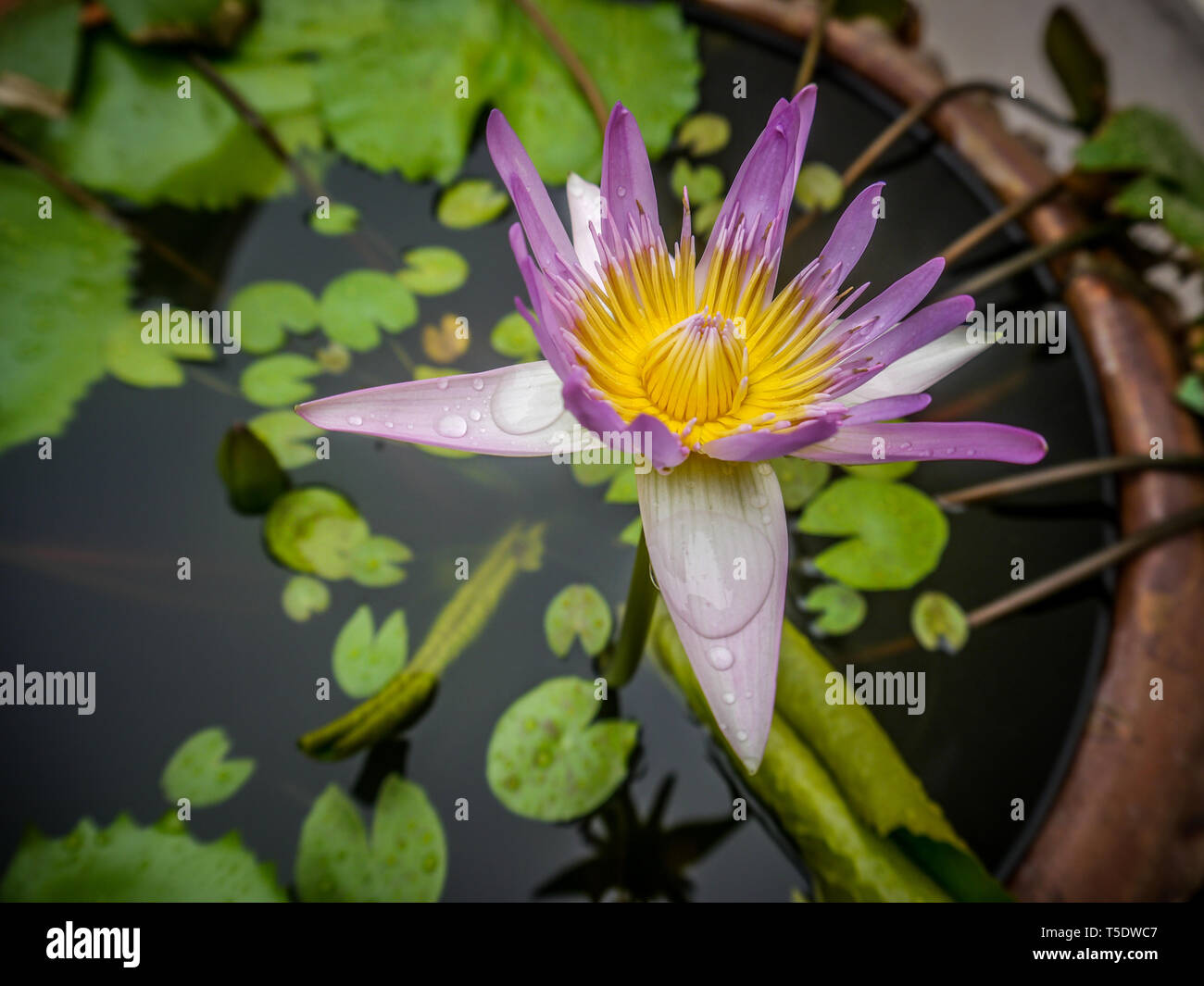 Lotus flower in pottery jar Stock Photo Alamy