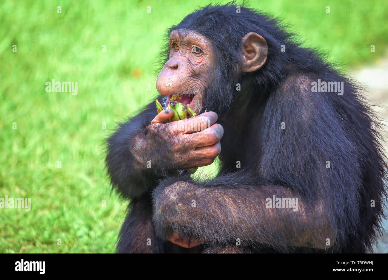 Chimpanzee at an Indian wildlife sanctuary in close up view eating banana Stock Photo