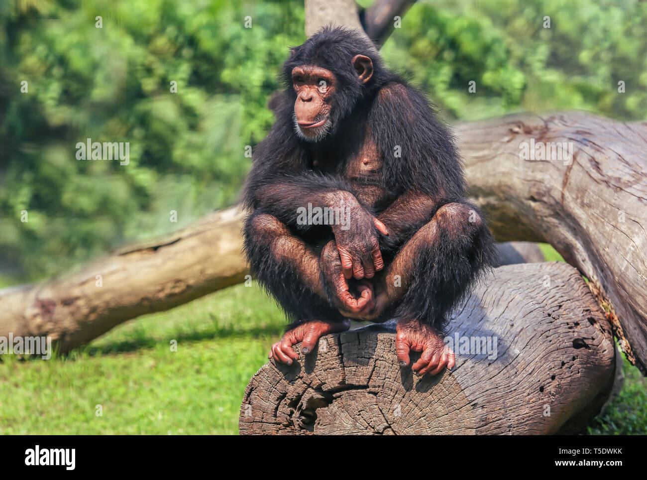 African chimpanzee sitting on a fallen tree trunk at an Indian wildlife sanctuary Stock Photo