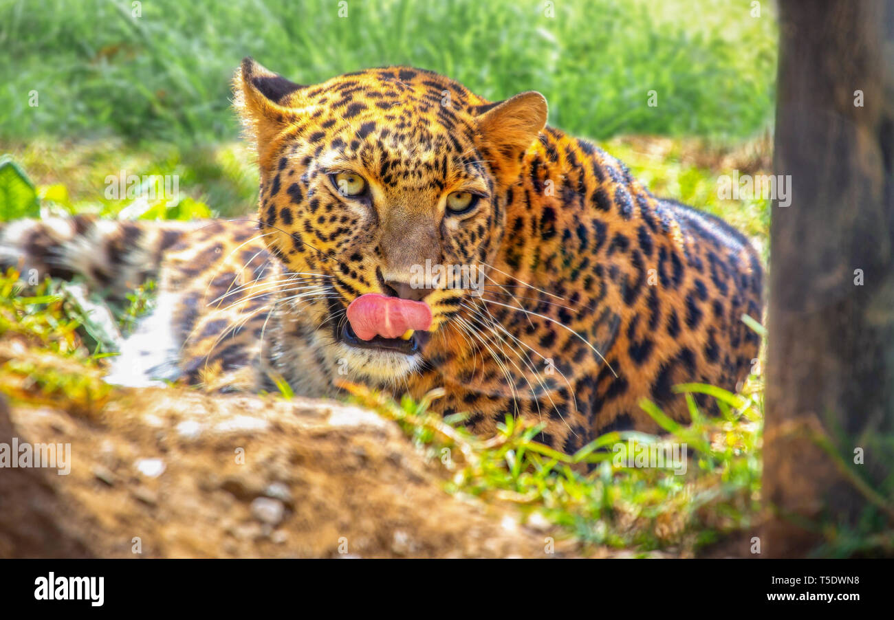 Indian leopard hi-res stock photography and images - Alamy