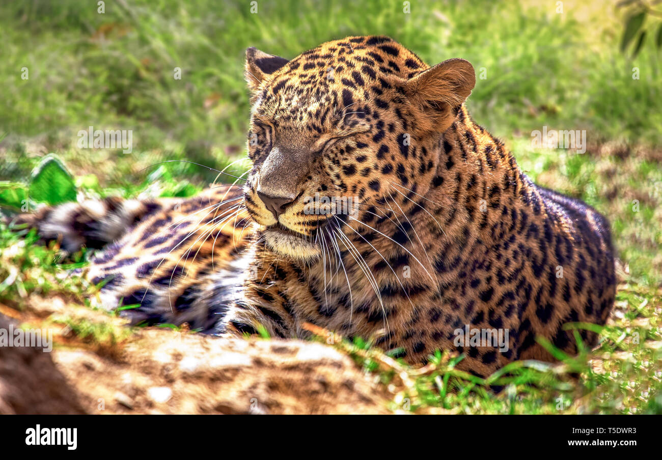 Leopard in closeup view with eyes shut at an Indian wildlife sanctuary Stock Photo
