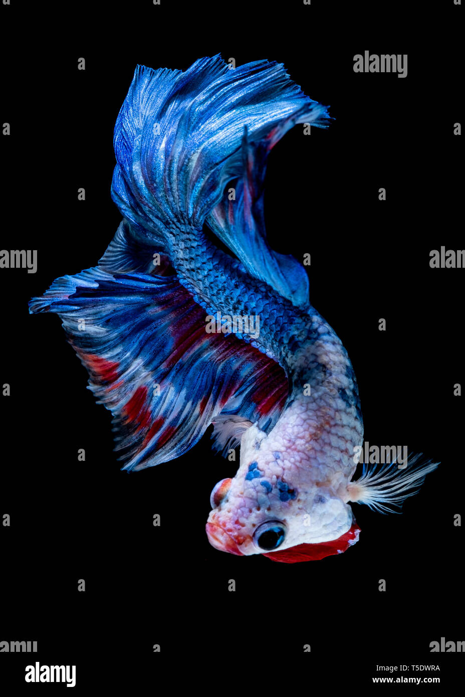 Betta fish Fight in the aquarium black blackground Stock Photo - Alamy