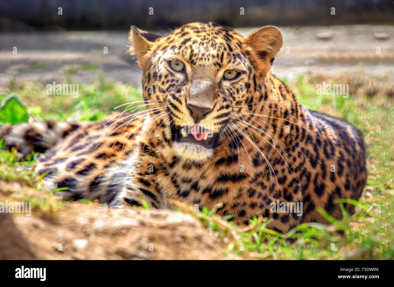 Leopard at Indian wildlife sanctuary in close up view. Leopards are considered as an endangered and fierce predators Stock Photo
