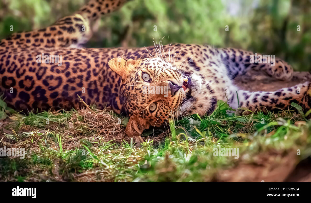 Leopard stares while lying down at Indian wildlife  reserve Stock Photo