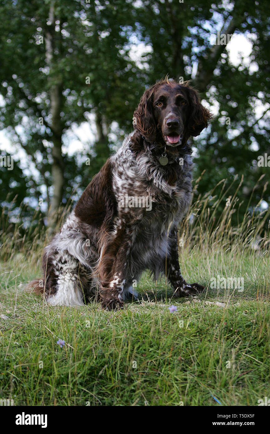 grosser munsterlander