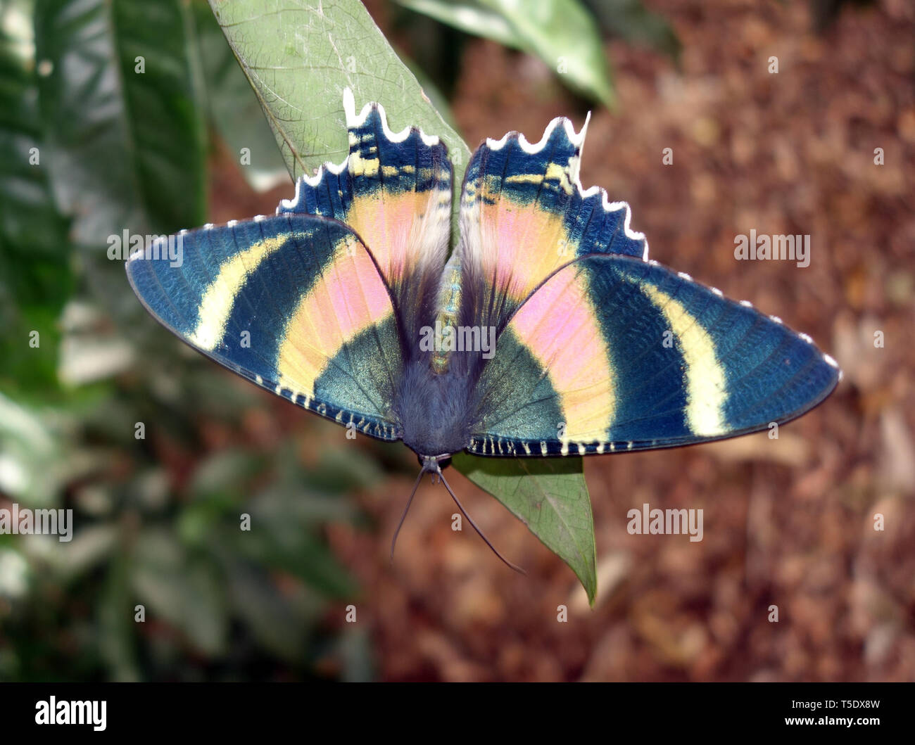 Zodiac moth (Alcides metaurus), Ellis Beach, near Cairns, Queensland, Australia Stock Photo