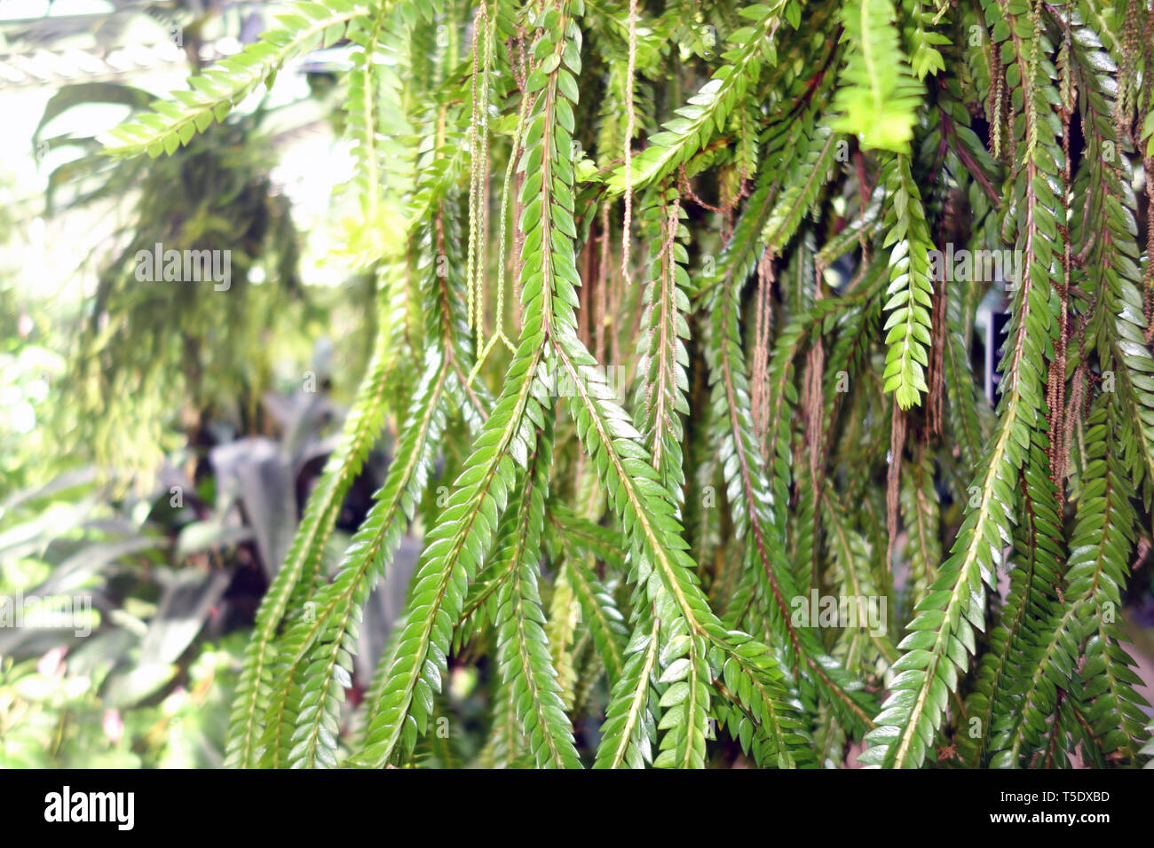 Layered tassel fern (Huperzia phlegmaroides), Flecker Botanic Gardens, Cairns, Queensland, Australia Stock Photo