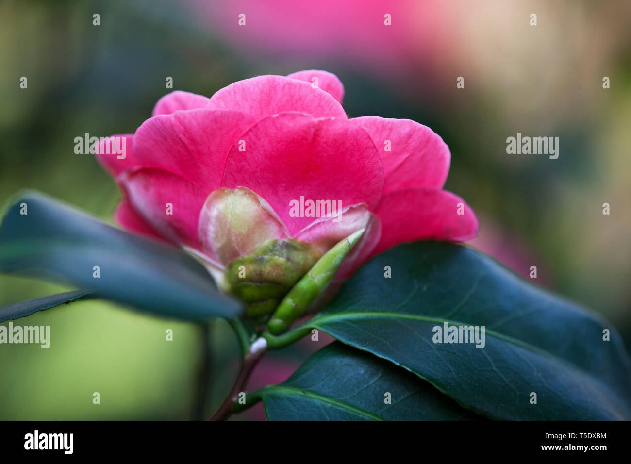 Alamy rose photo hi-res stock photography and images - Alamy
