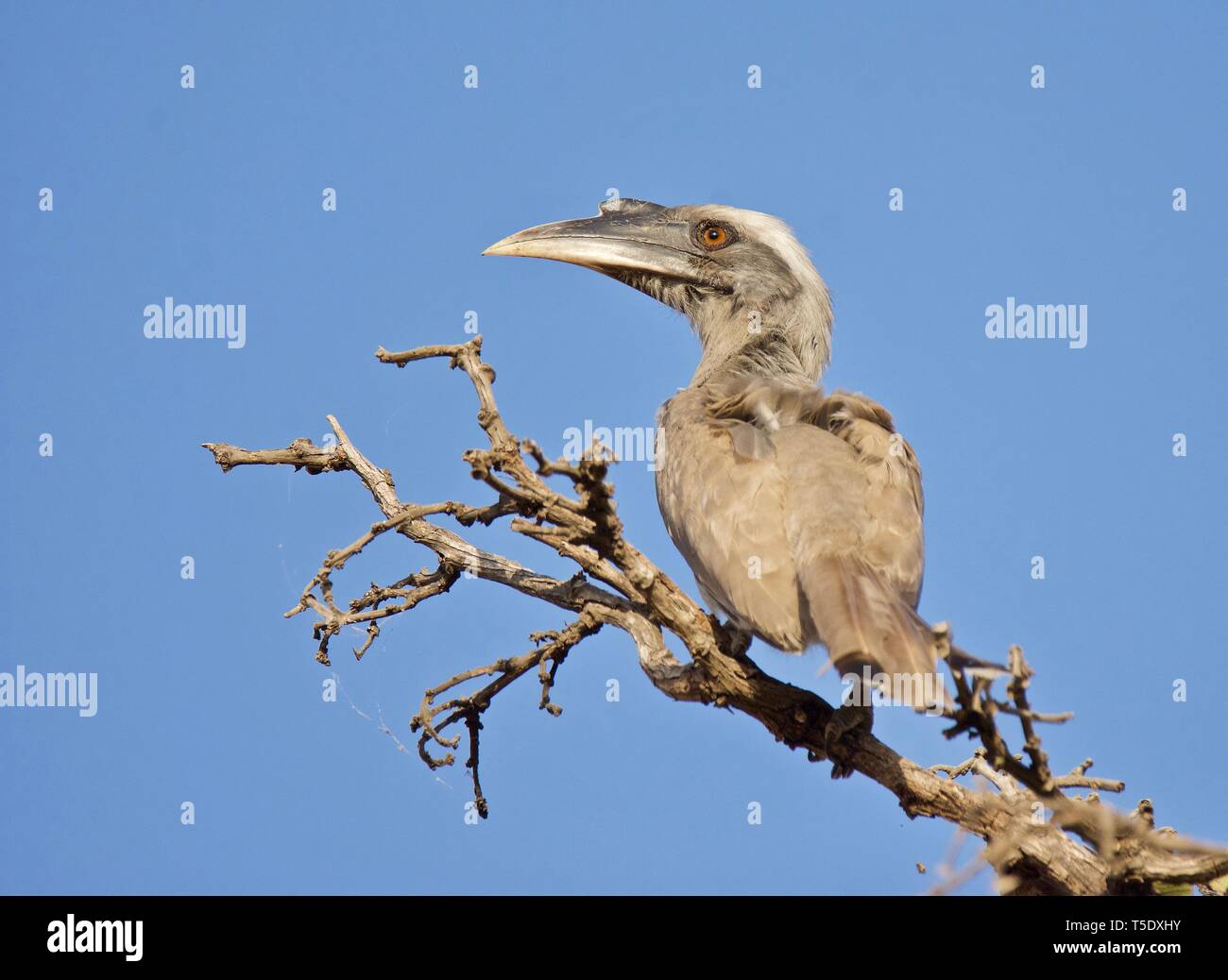 Indian Grey Hornbill on Fire of the Jungle Stock Photo