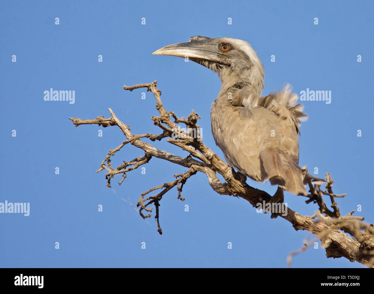 Indian Grey Hornbill on Fire of the Jungle Stock Photo