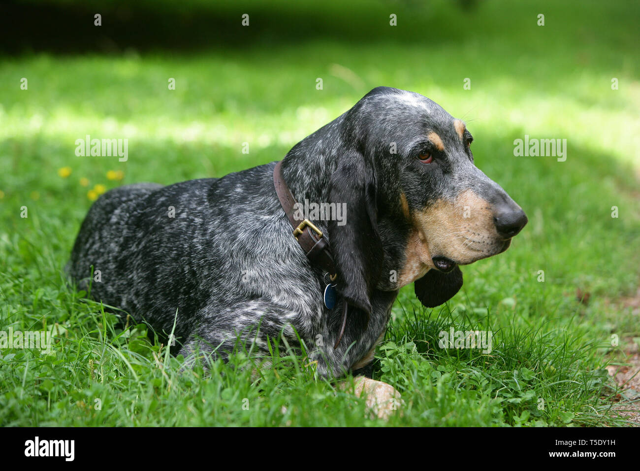 are grand bleu de gascogne puppies lazy