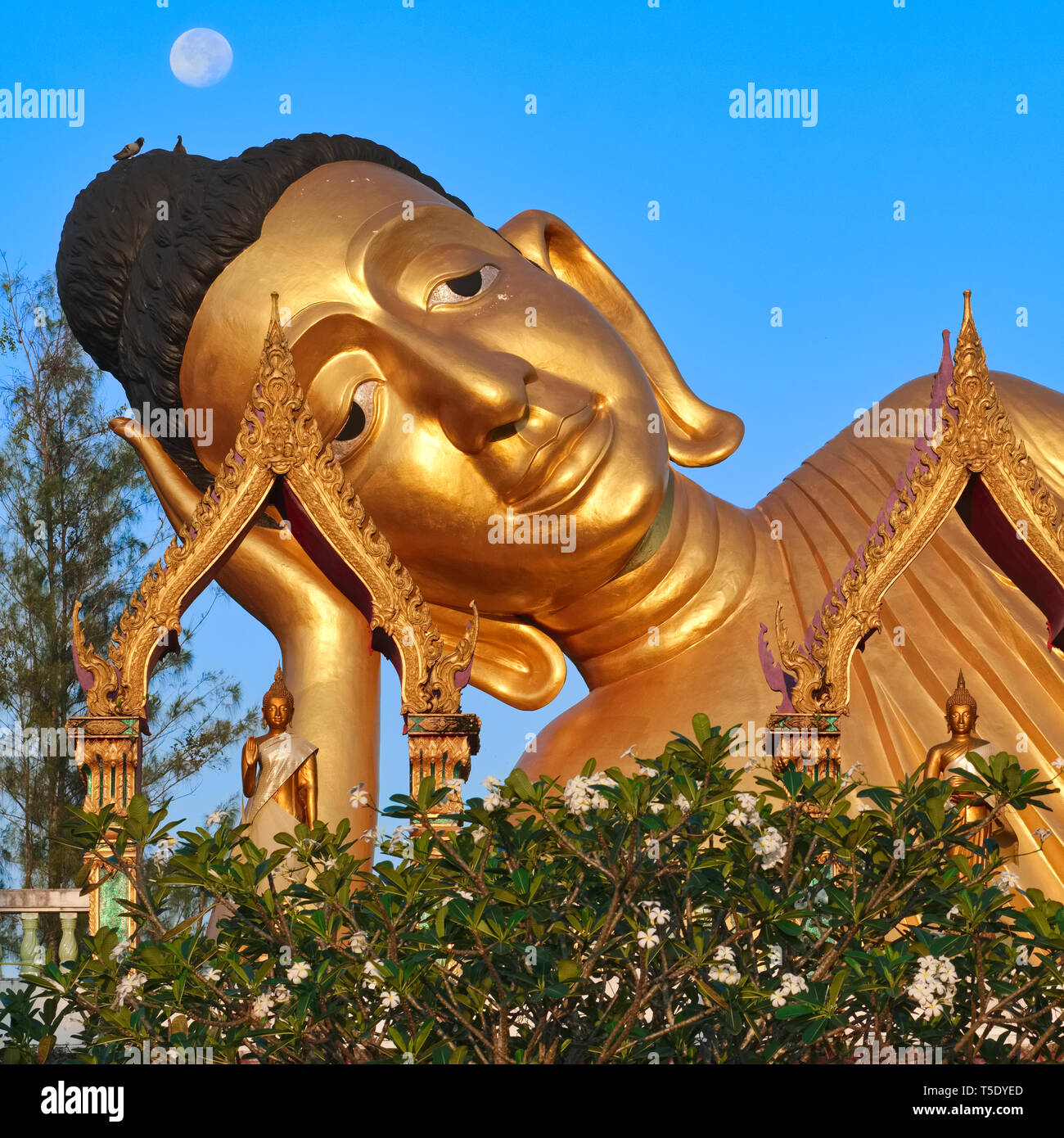 Early in the morning, the full moon is seen over the head of the large Reclining Buddha of Wat Sri Sunthorn (Soonthorn) in Thalang, Phuket, Thailand Stock Photo