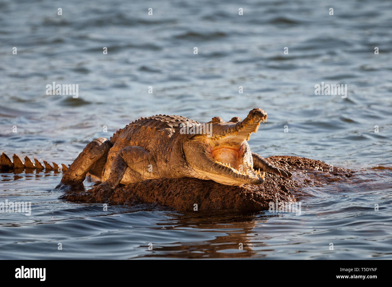 Freshwater Crocodile basking on a rock. Stock Photo
