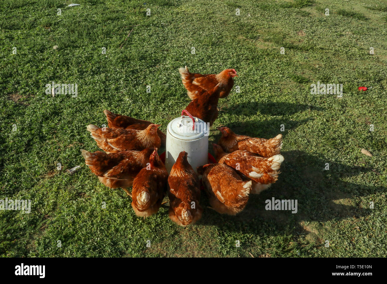 chickens drinking water Stock Photo