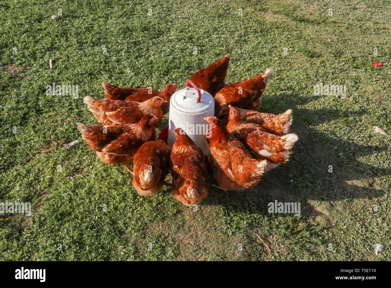 Chicken drinking water bowl beak hires stock photography and images