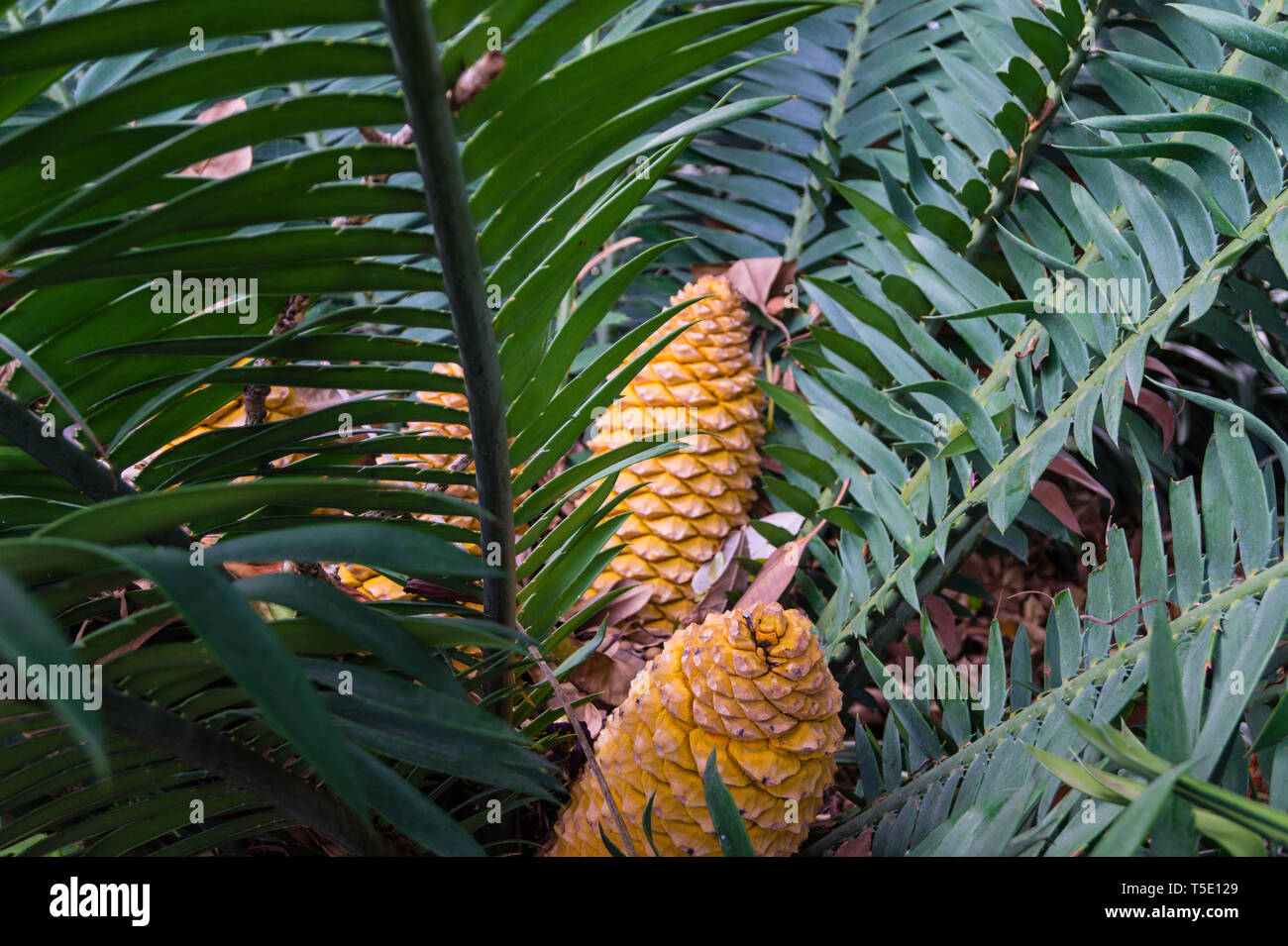 Palm fern cycad - Encephalartos kisambo Stock Photo