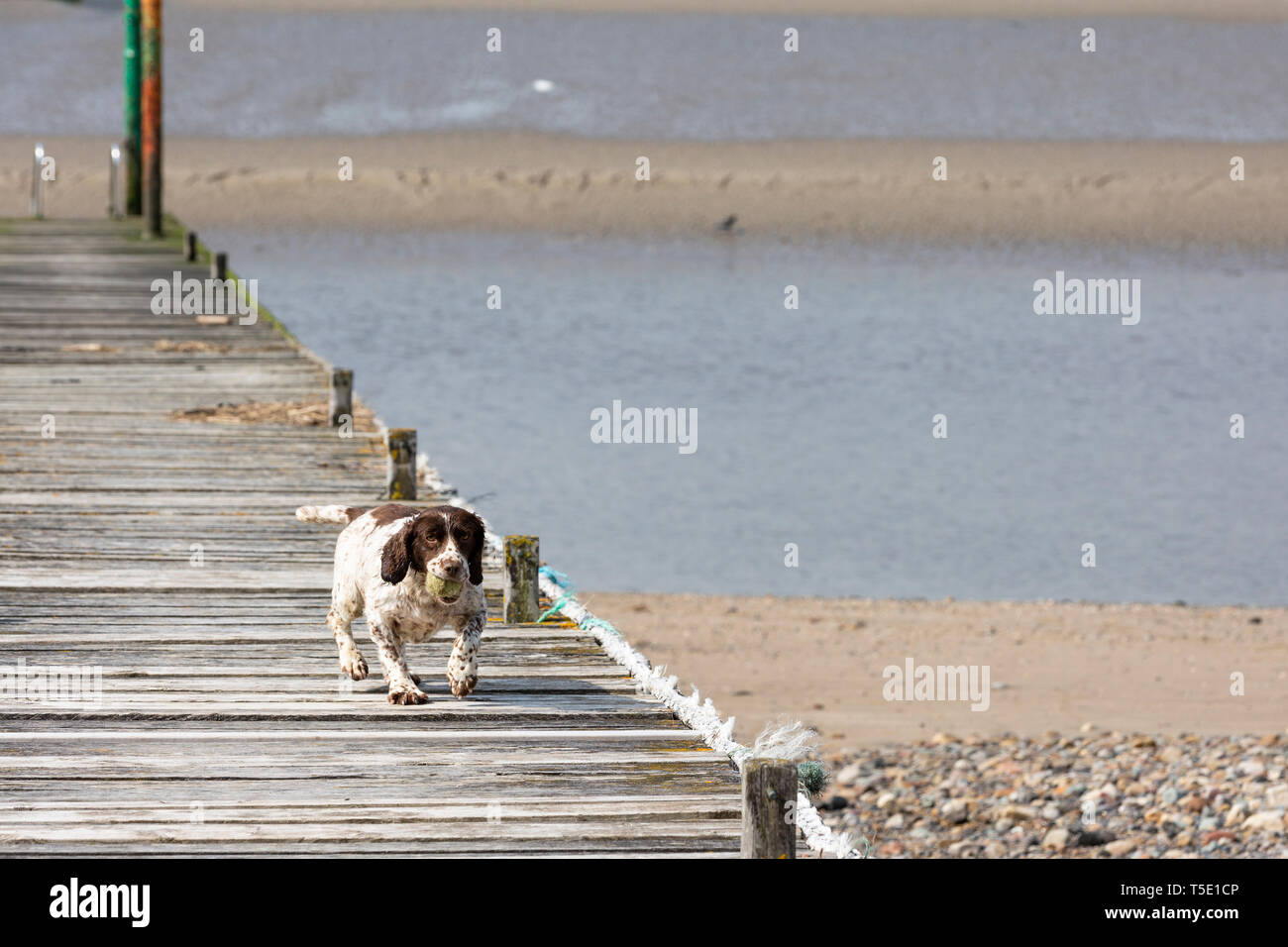 A small dog playing fetch runs along a jetty with a ball in its mouth Stock Photo