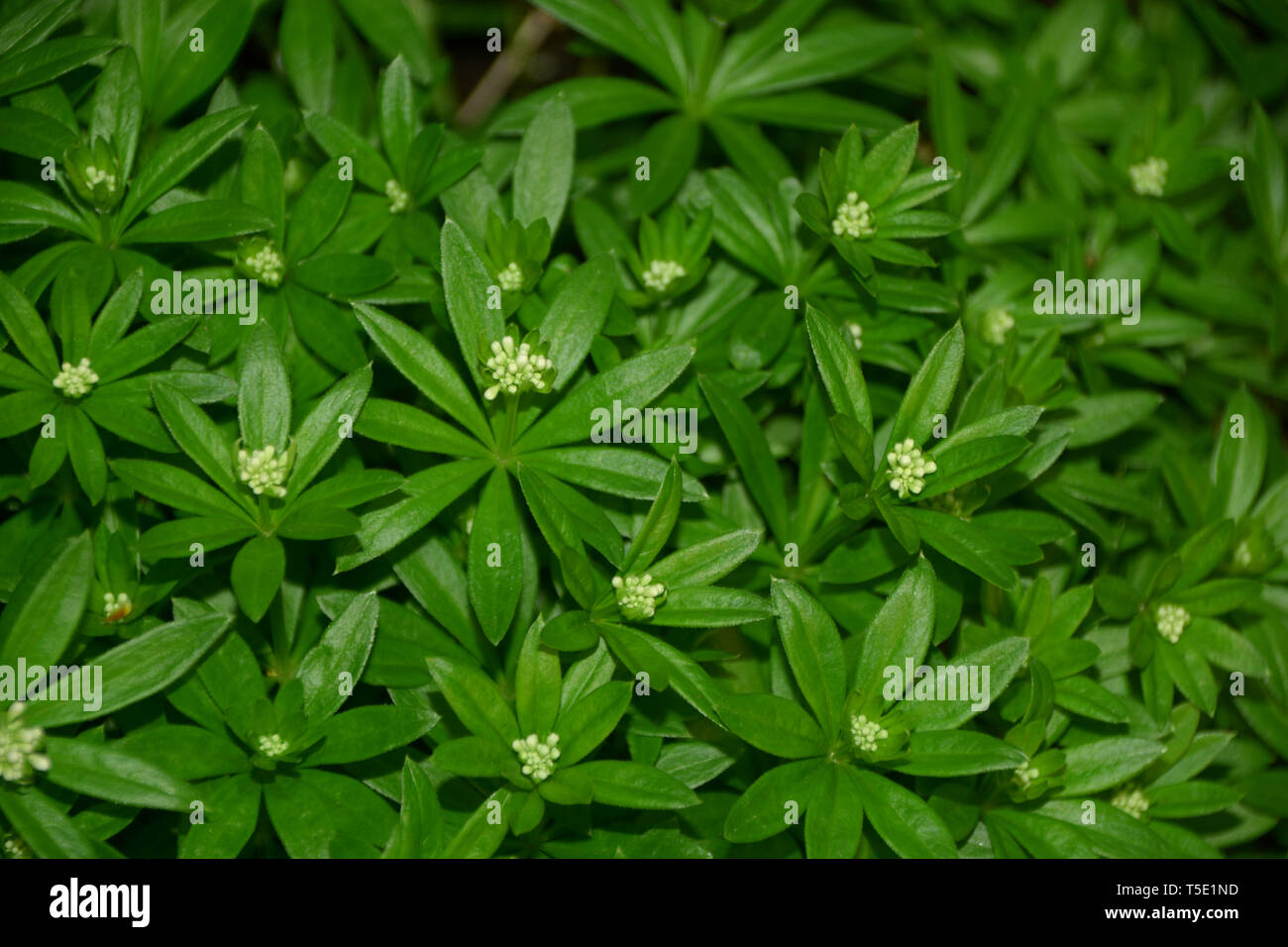 sweetscented bedstraw plant macro top view, woodruff or galium odoratum with little white blossoms planted in the garden Stock Photo