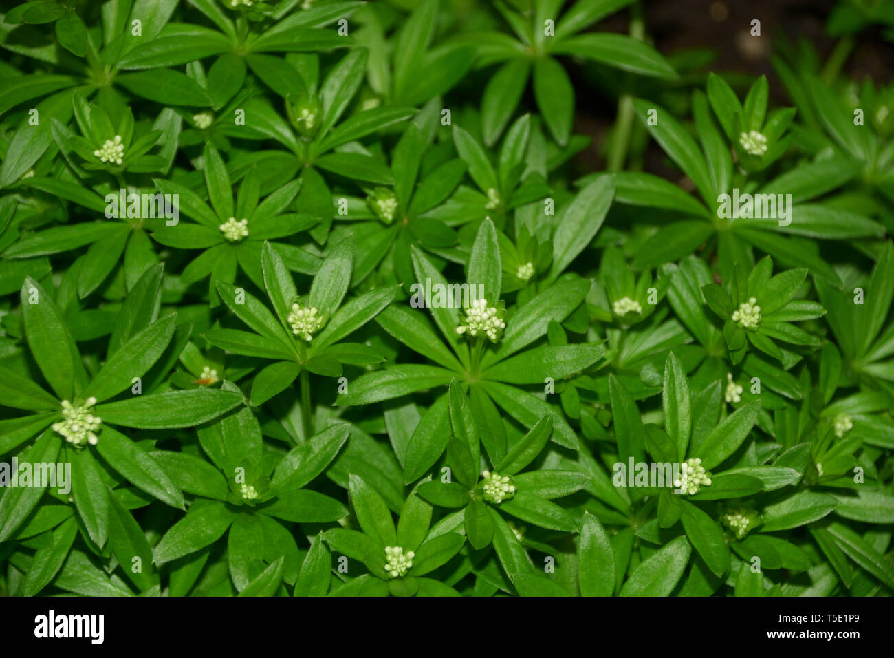 sweet woodruff plant macro top view, woodruff or galium odoratum with little white blossoms planted in the garden Stock Photo