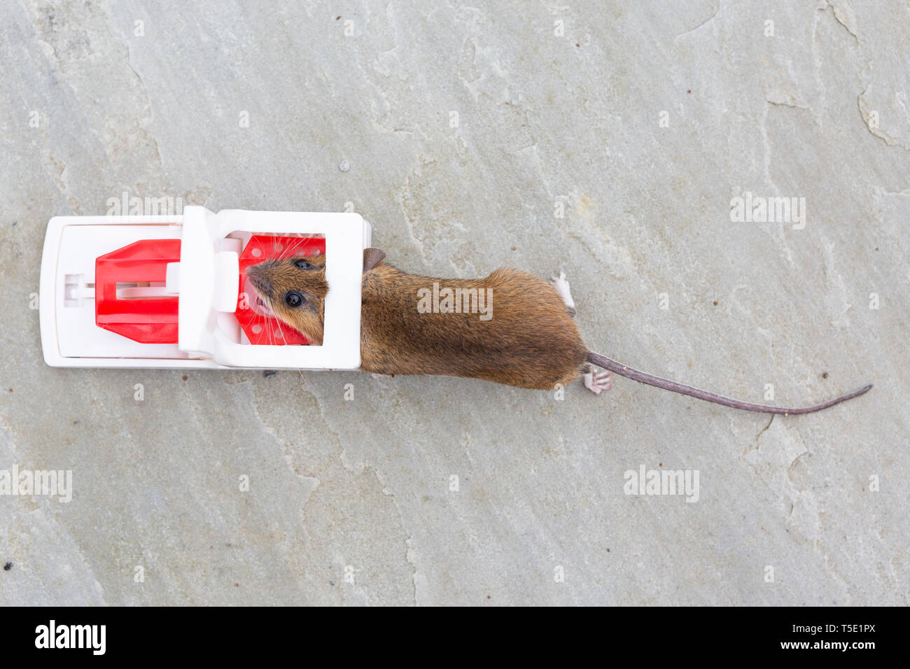 A dead mouse caught in a mouse trap Stock Photo Alamy