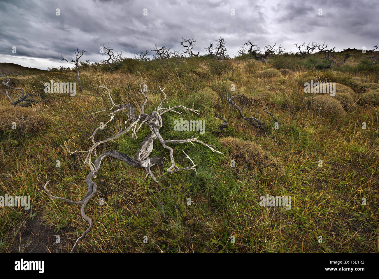 dead Southern beeches, Torres del Paine NP, Chile Stock Photo