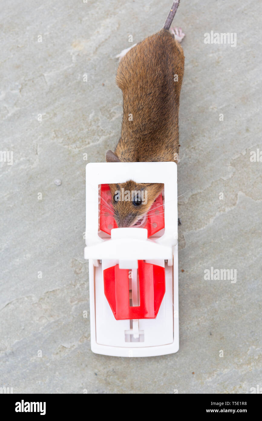 A dead mouse caught in a mouse trap Stock Photo