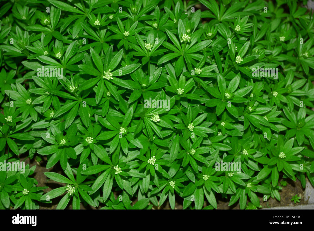 master of the woods plant macro top view, woodruff or galium odoratum with little white blossoms planted in the garden Stock Photo