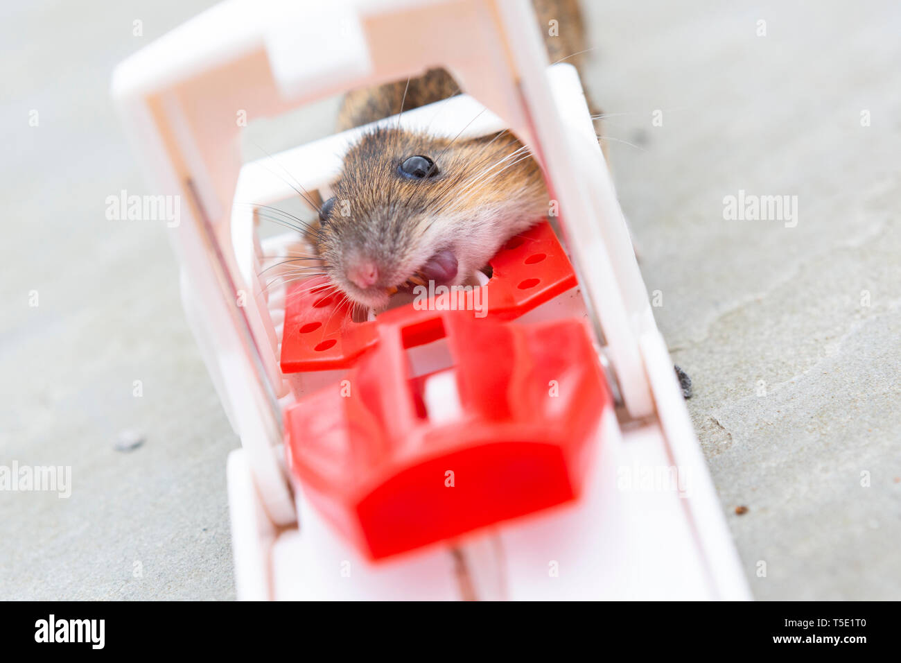 A dead mouse in a small, battery powered trap, killed by electric shock,  with the grain bait on the floor Stock Photo - Alamy