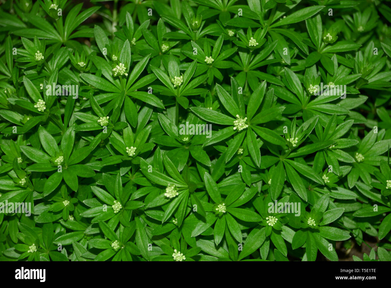 wild babys breath plant macro top view, woodruff or galium odoratum with little white blossoms planted in the garden Stock Photo