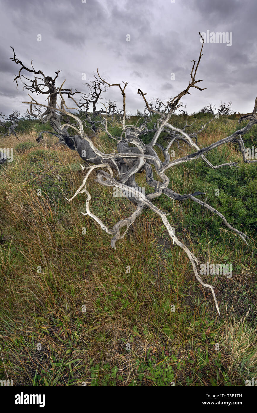 dead Southern beeches, Torres del Paine NP, Chile Stock Photo