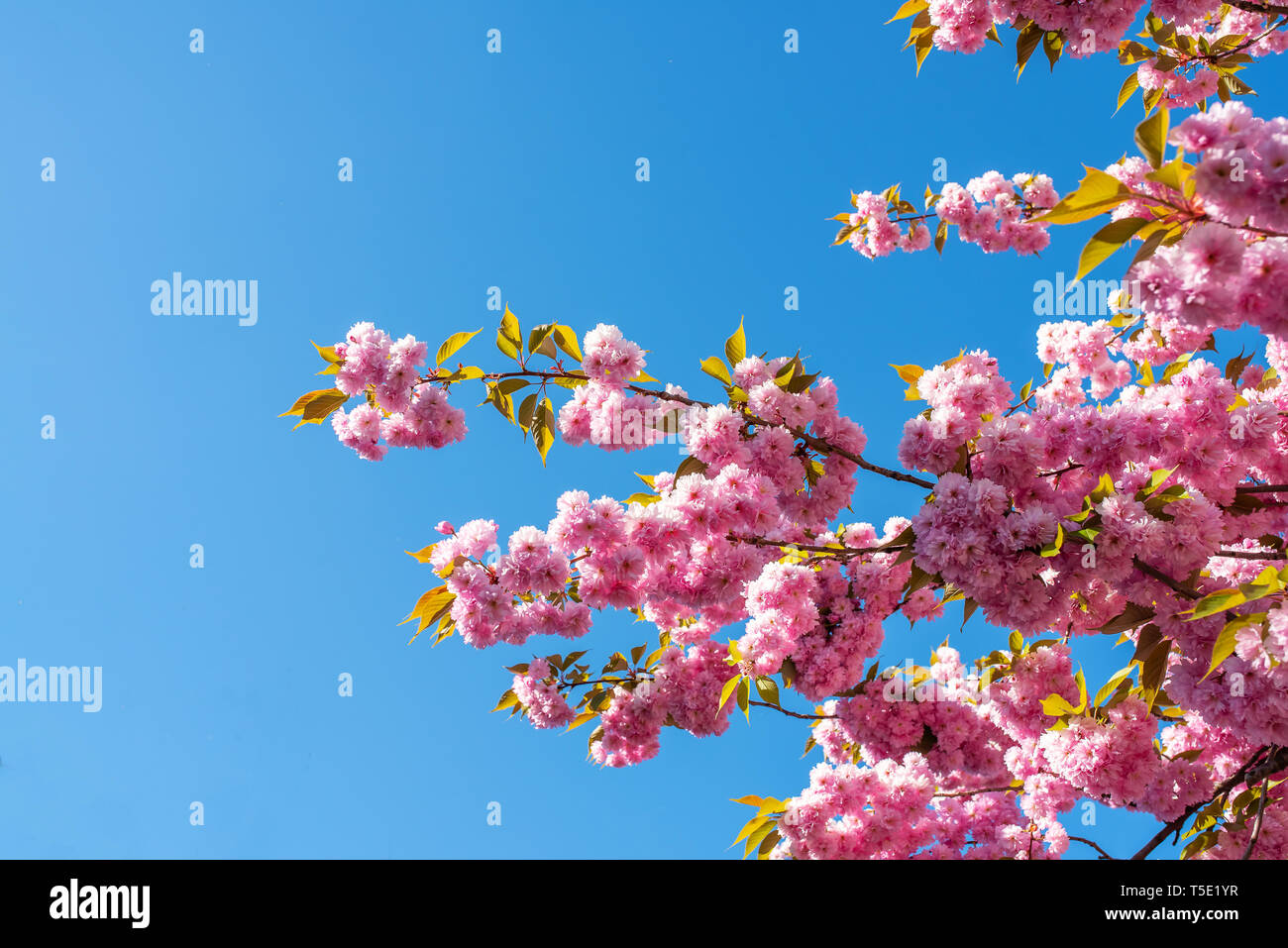 close-up of blooming japanese cherry tree Prunus Serrulata against clear blue sky Stock Photo