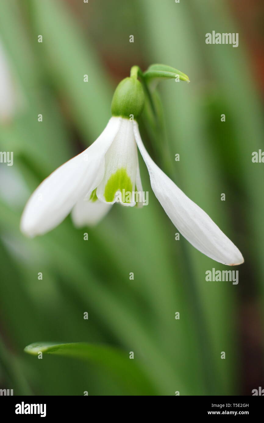 Galanthus atkinsii 'Lyn'. Large, elegant bloom of early flowering hybrid snowdrop atkinsii 'Lyn' - February, UK Stock Photo