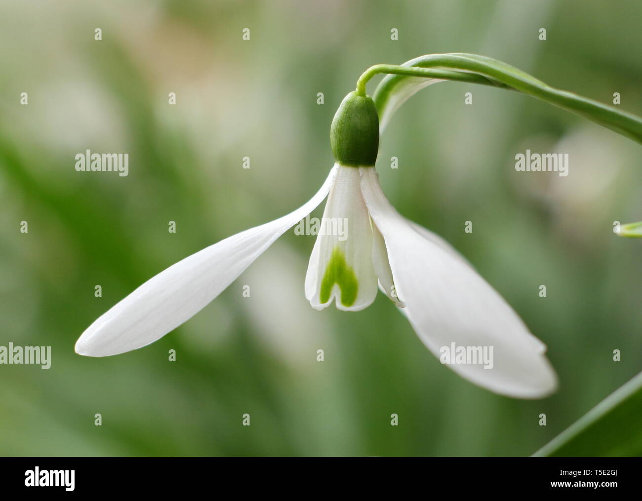 Galanthus atkinsii 'Lyn'. Large, elegant bloom of early flowering hybrid snowdrop atkinsii 'Lyn' - February, UK Stock Photo