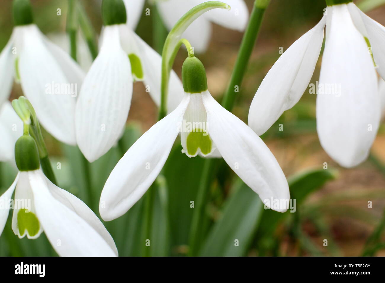 Galanthus 'Bill Bishop'. Large flowers of Bill Bishop snowdrop  - February, UK. Also called Galanthus Mighty Atom. Stock Photo