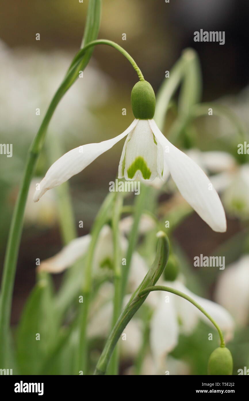 Galanthus 'Galatea' snowdrop displaying characteristic long pedicel (stem) - February, UK Stock Photo